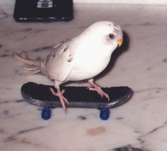 01_Skating