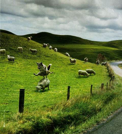 54_Wolf jumping sheep (1)