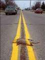 32_roadkill